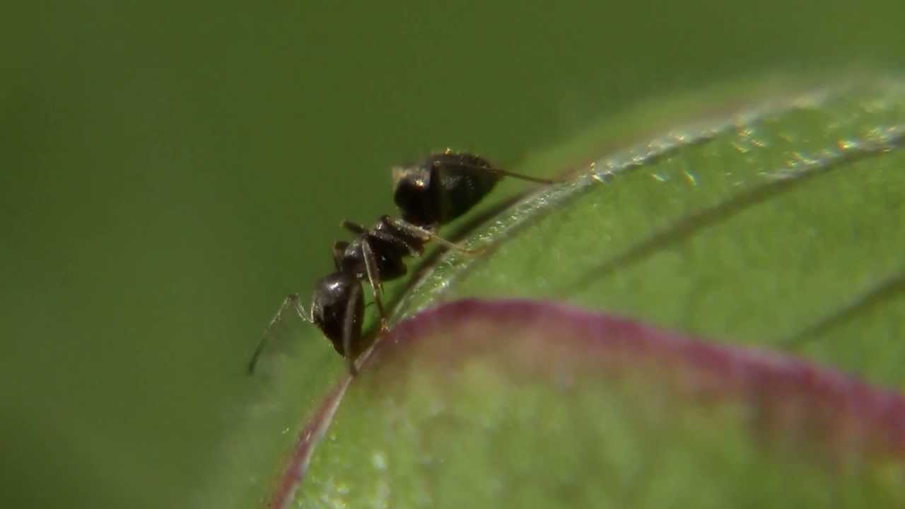 safesearch Ants on Plant - Ameisen auf Pflanzen (Lasius niger)