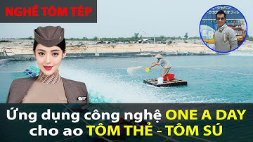 Ứng dụng công nghệ ONE A DAY cho ao tôm thẻ - tôm sú!