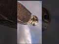 في عيني الايام تركض وتعدي