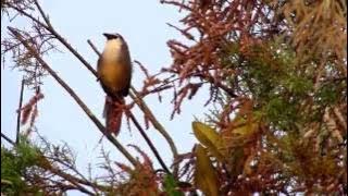 Chestnut-Capped Babbler