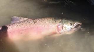 Salmon fishing at Sheep creek 2019