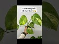 Monstera đến trang trí Tết cho mọi nhà ❤️❤️❤️ #kiengla #monstera #plantlover #plants #indoorplants