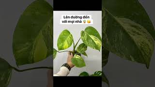Monstera đến trang trí Tết cho mọi nhà ❤️❤️❤️ #kiengla #monstera #plantlover #plants #indoorplants