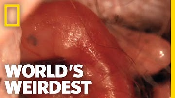 Kangaroo Birth | World