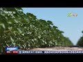 [新闻直播间]三夏时节 新疆玛纳斯 科学水肥管理 护航83万多亩棉花战高温 | 新闻来了 News Daily