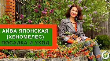 ЯПОНСКАЯ АЙВА (ХЕНОМЕЛЕС) - посадка, уход и размножение