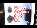 初心者のための金魚水槽の作り方(前編)だるま琉金ST