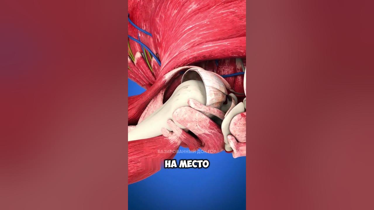 🦴 Как вправить вывихнутое плечо? #здоровье #наука #медицина #вывих # ...