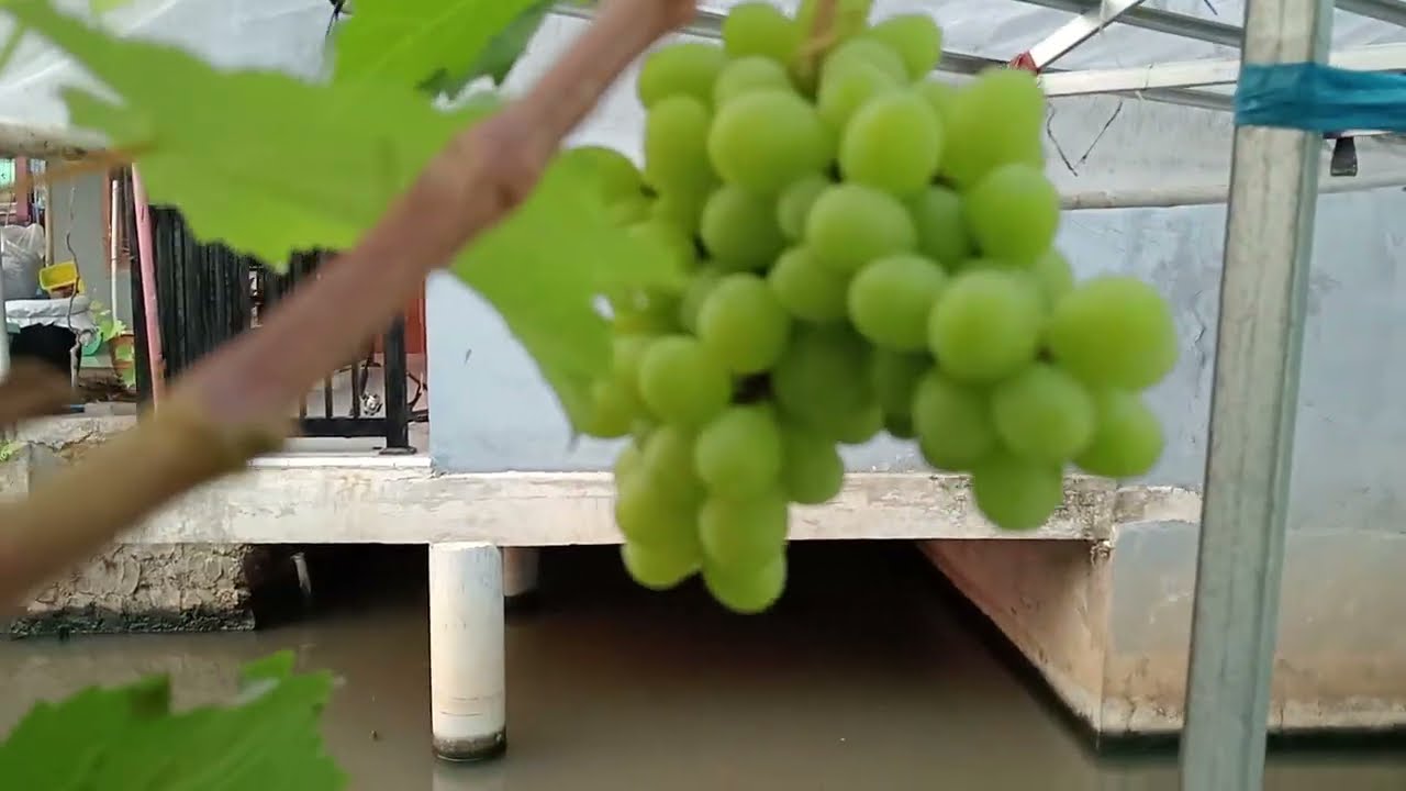 TANPA PUPUK KIMIA anggur BISA BERBUAH LEBAT
