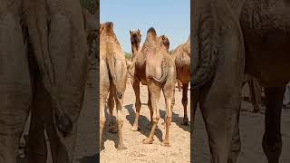 Camels are ready to sell at biggest camels market