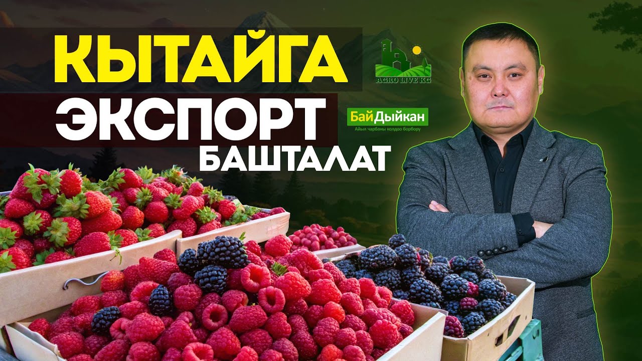 Мөмө жемиштерди кандай жол менен Кытайга сатабыз! Бай Дыйкан бул маселени кантип чечип жатат.