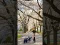 60代、森で暮らす。石畳の完成とムスカリの青。/ Living with Nature in My 60s #shorts