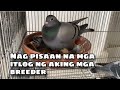 Nagpisaan na ang mga itlog ng aking mga breeder reggie cruz loft  aviary reggiecruzloftandaviary