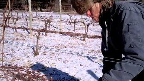Cane Pruning: A lesson at Old Field Vineyards