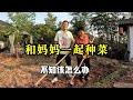 租的农家小院时隔半月又热闹了，妈妈看见院子变化巨大，和我们一起种菜【868房车旅行】