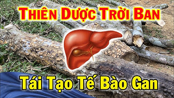 Thiên dược bổ Gan, tái tạo T.ế b.ào Gan rất tuyệt vời | Thaoduoc.net
