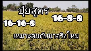 ปุ๋ยสูตร16-8-8เหมาะสมกับนาข้าวแค่ไหนเหมาะกับใคร