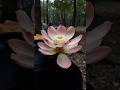 Volaflos territorialis or "Territorial Blossomfly"- attracts pollinators for propagation in solitude