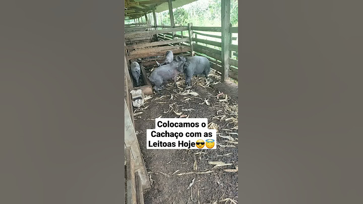 Colocamos o Cachaço com as Porcas / #vidanaroça 🐽