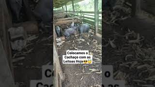 Colocamos O Cachaço Com As Porcas