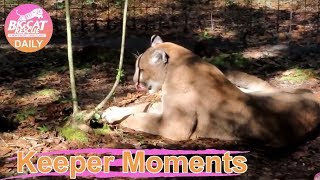 Even Though Funcation Is 22,000Sf, Ares, Orion & Artemis Loved Hanging Out Together In A Small Area