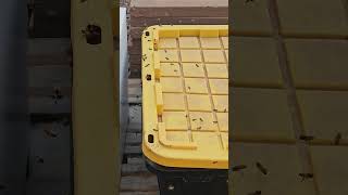 my bees found my wax stash