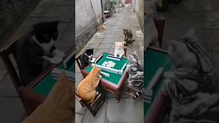 Cats Play Mahjong And Then Fight