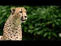 view The Fascinating Reason All Cheetahs Have Spots? digital asset number 1