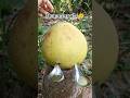 কি বানালো এটা 😲😮 #banglanajmulteach #viralbanglasong #banglamusicvideo #amazing #shorts #banglashort