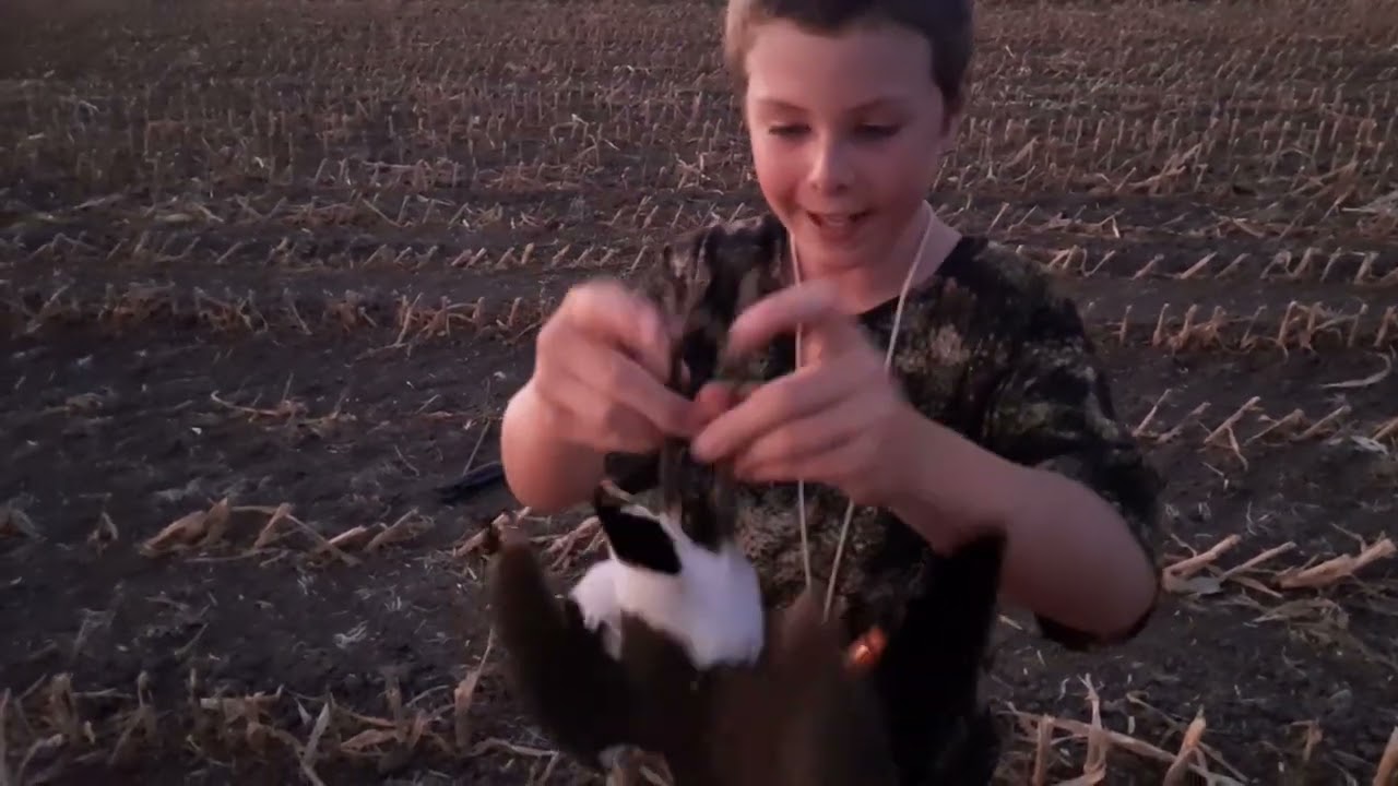 spur winged plover hunting
