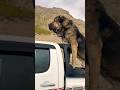 Huge Size Kurdish Shepherd Dog Power Full Dog Breed Dog Dogs Shorts Reels