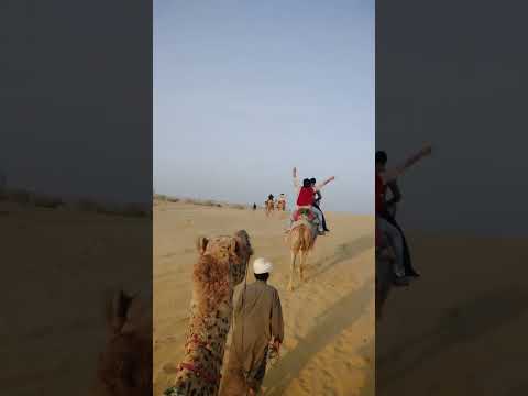 Video: Safari cu cămile în Jaisalmer și Bikaner: Ce trebuie să știți