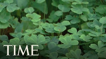 St. Patrick’s Day: Here’s How The Three-Leaf Clove Clover Became A Symbol Of All Things Irish | TIME