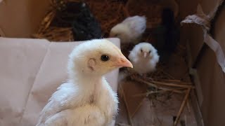 Baby chickens chirping away in their little indoor home. More updates coming soon!