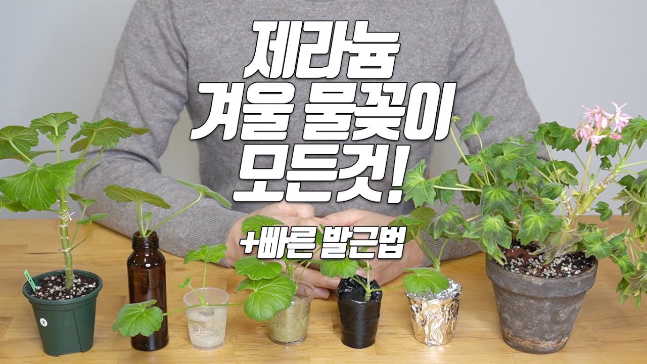 Все о зимних поливах с геранью! Быстрый способ укоренения-домашнее садоводство