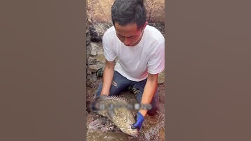 Bắt được cá lạ siêu to khi tát nước bắt hải sản| Review bắt hải sản #shorts #sanbathaisan