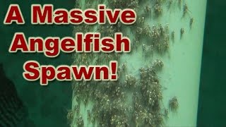 Huge Angelfish Spawn - Lots of Wrigglers