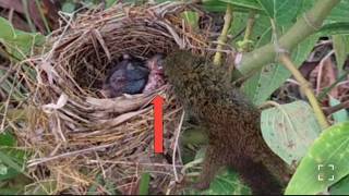 baby squirrel goes to sleep in baby bird's nest
