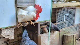 Hilarious Morning Chicken Stampede: Coop Door Chaos Unleashed!