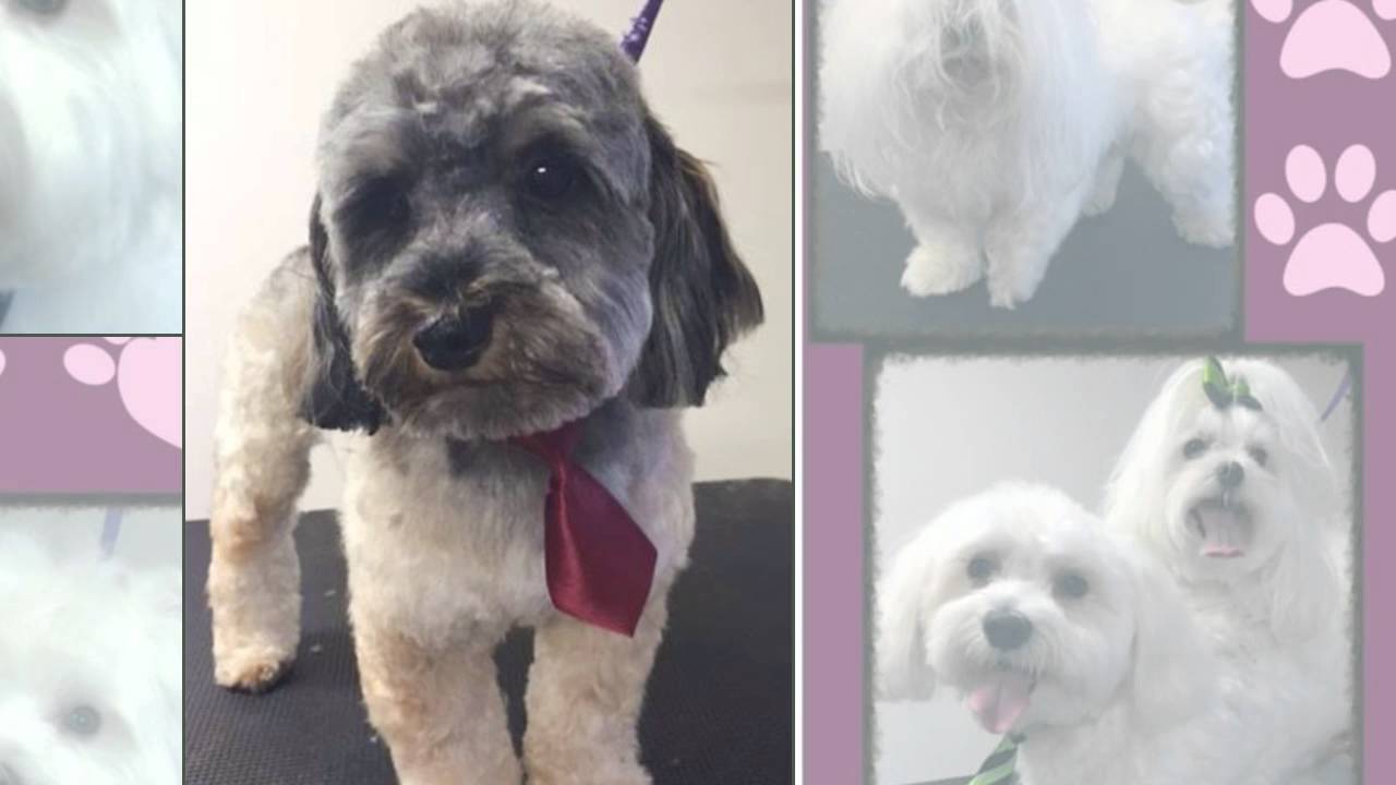 Befur and After Pet Grooming in Kennesaw, GA YouTube