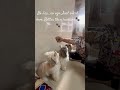 🐾🐾🐾#youtubeshorts #pets #dogbreed #shihtzu #cute #smalldogbreed #puppy #love #mumbai #viral #grow
