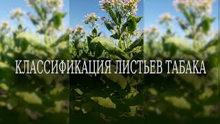 Классификация листьев табака