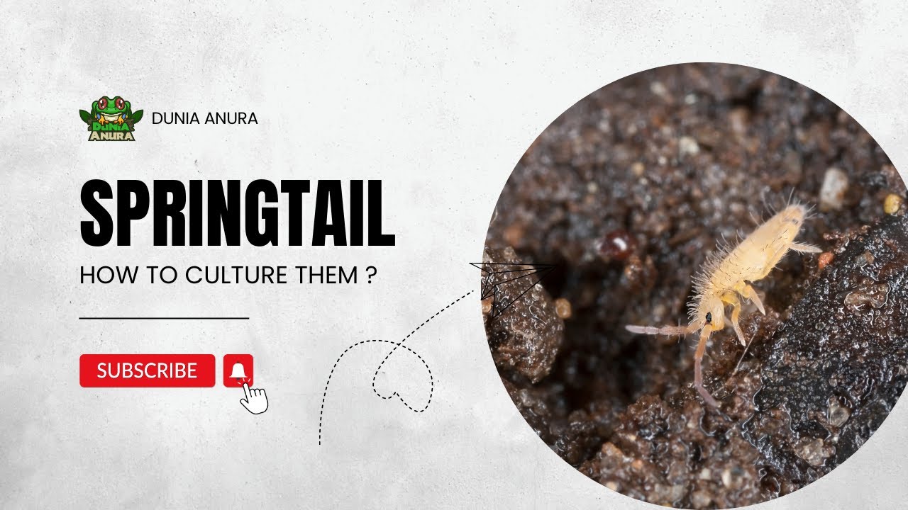 Cara mudah kultur Springtail - YouTube