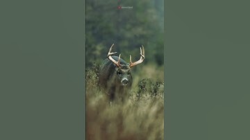 🦌 Rusa Ini Tumbuhkan Tanduk Baru Tiap Tahun! Fakta yang Jarang Diketahui