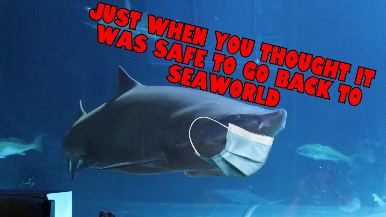 seaworld-is-open-again-but-should-it-be-youtube