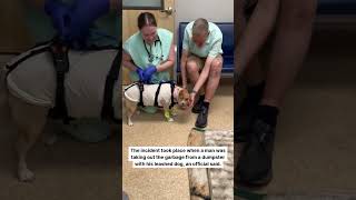 Torrington dog expected to make full recovery after bear attack