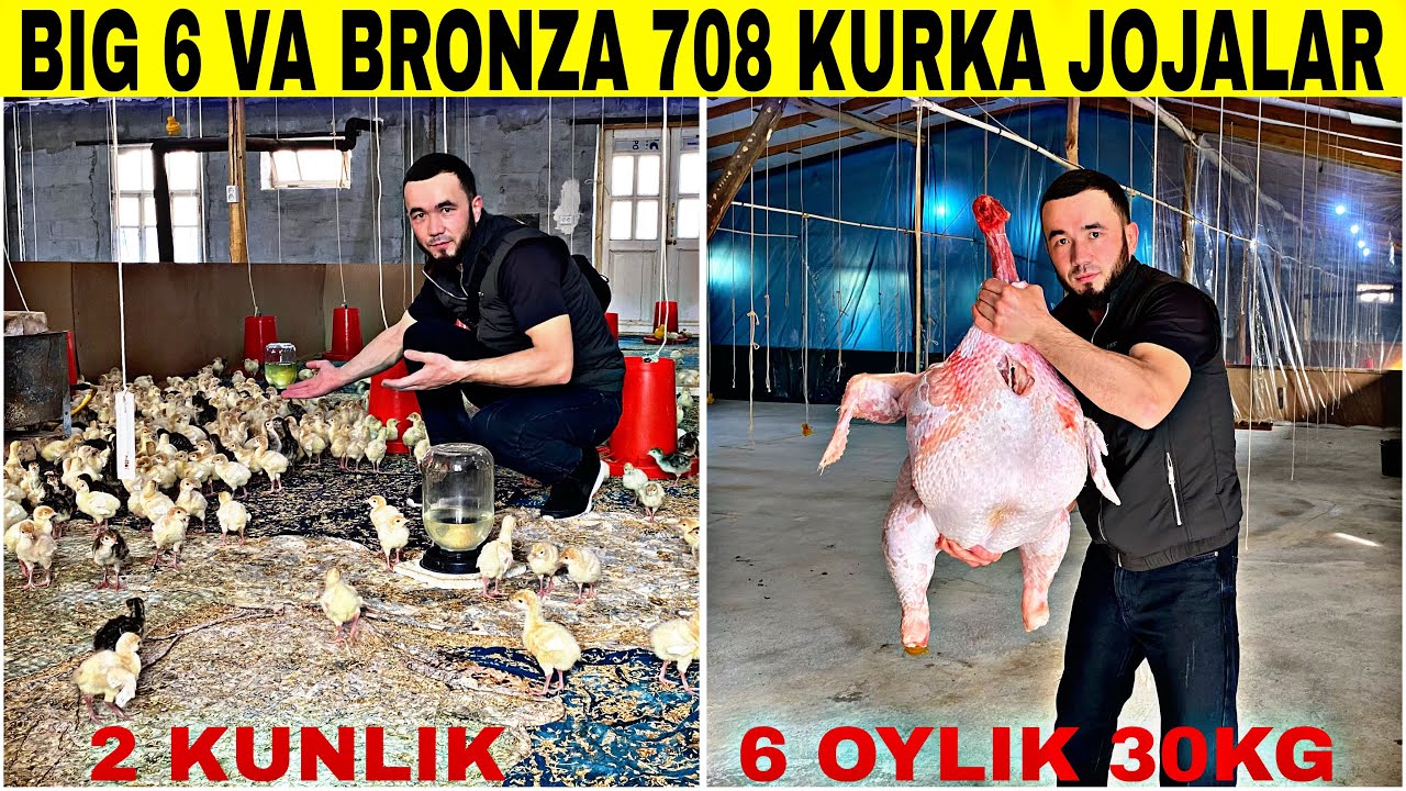 BIG 6 VA BRONZA 708 KURKA JOJALARI NARXLAR OPTOM ARZON JOYI