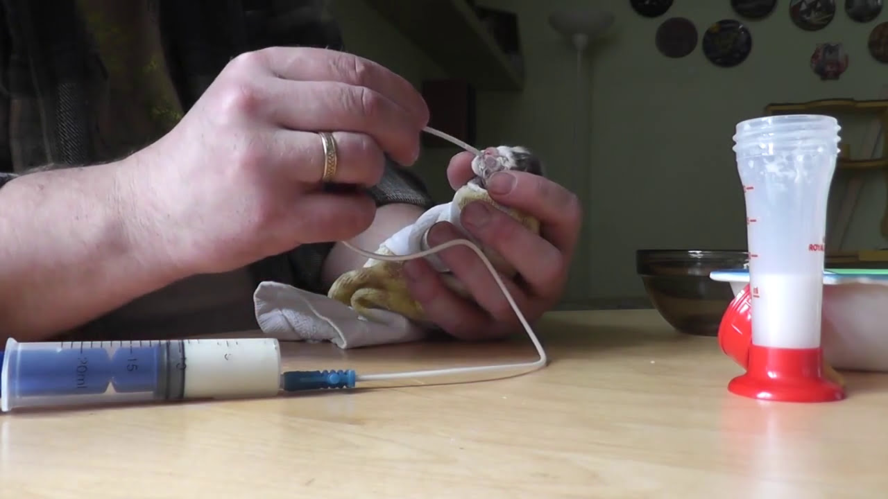 Кормление новорожденного котёнка разными способами