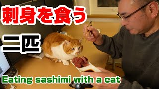 видео: Едим сашими из скумбрии с котом! Из Японии картинка: Едим сашими из скумбрии с котом! Из Японии