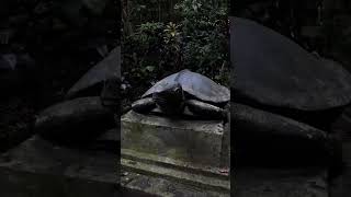 Situs Polaman Lawang